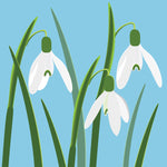 BL04 Snowdrops (pack of 6)