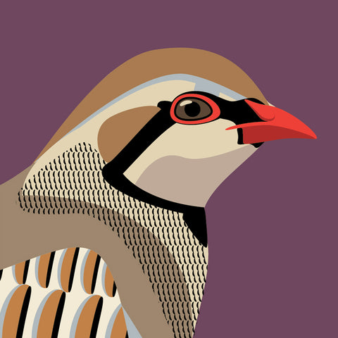 UP13 Partridge (pack of 6)