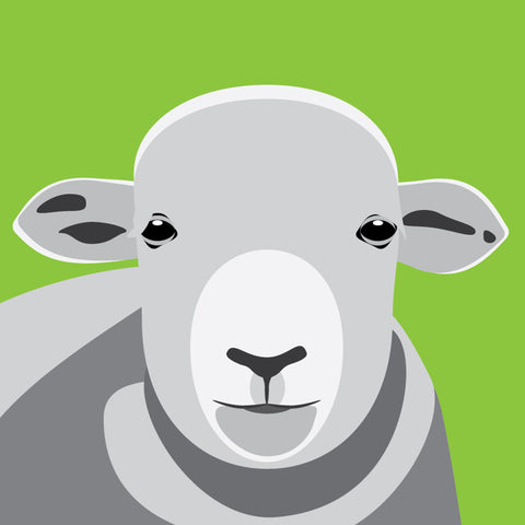 UP02 Herdwick sheep