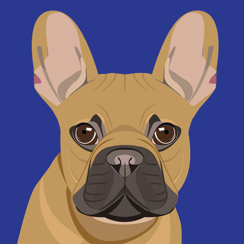 UP36 French bulldog (pack of 6)