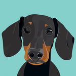 UP39 Dachshund