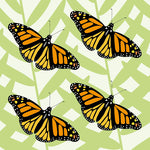 OW10 Monarch array (pack of 6)