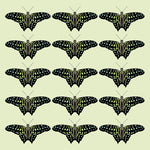 OW15 Tailed Jay array (pack of 6)