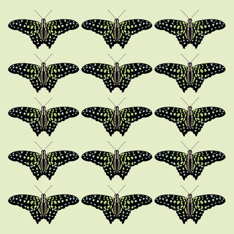 OW15 Tailed Jay array (pack of 6)