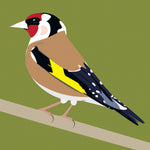 OW19 Goldfinch (pack of 6)