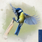 SD03 Great tit (pack of 6)