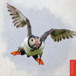 SD09 Puffin (pack of 6)