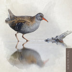 SD01 Water Rail (pack of 6)